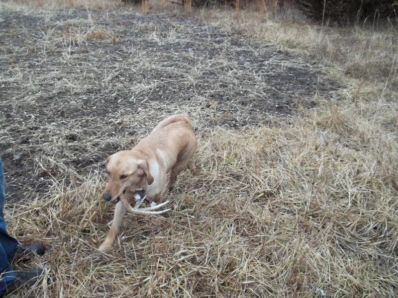 Otis with second shed of the day