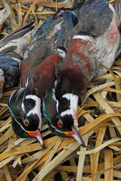 Pair of woodies (2)