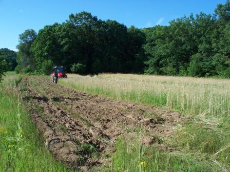 pea patch