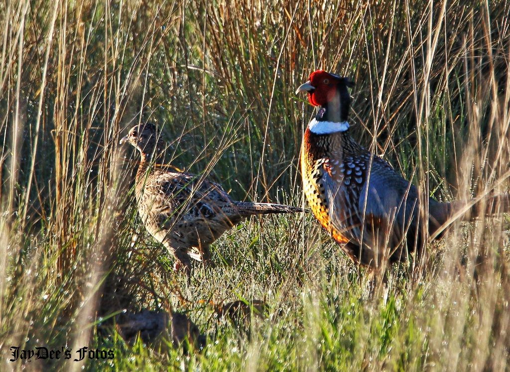 pheasants