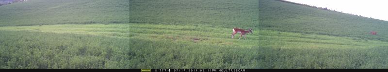 Piebald buck