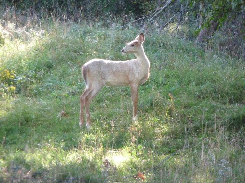 Pieball Buck Fawn 9-6-10