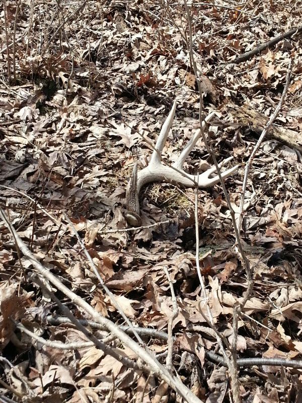 Pine Ridge Whitetail