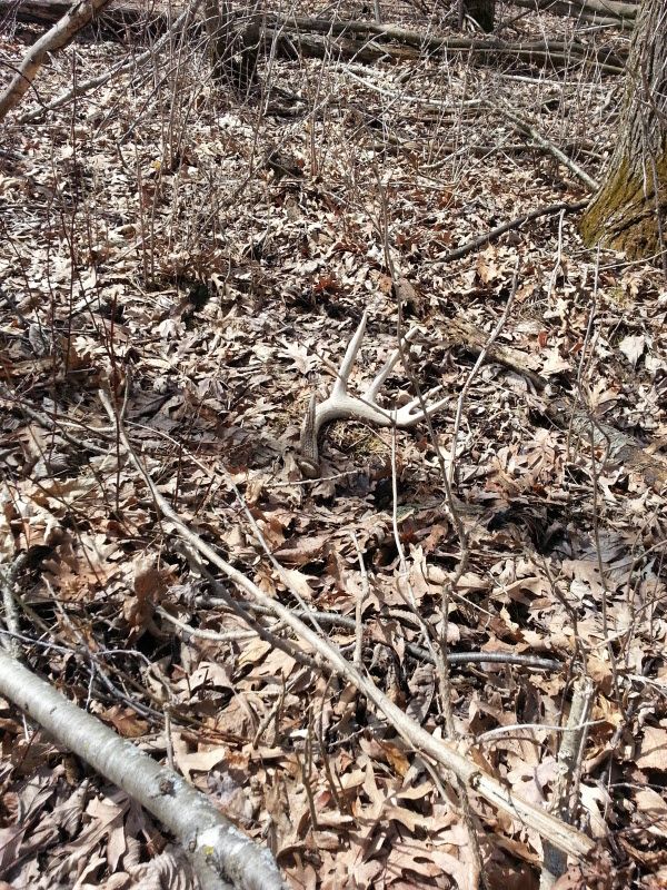 Pine Ridge Whitetails