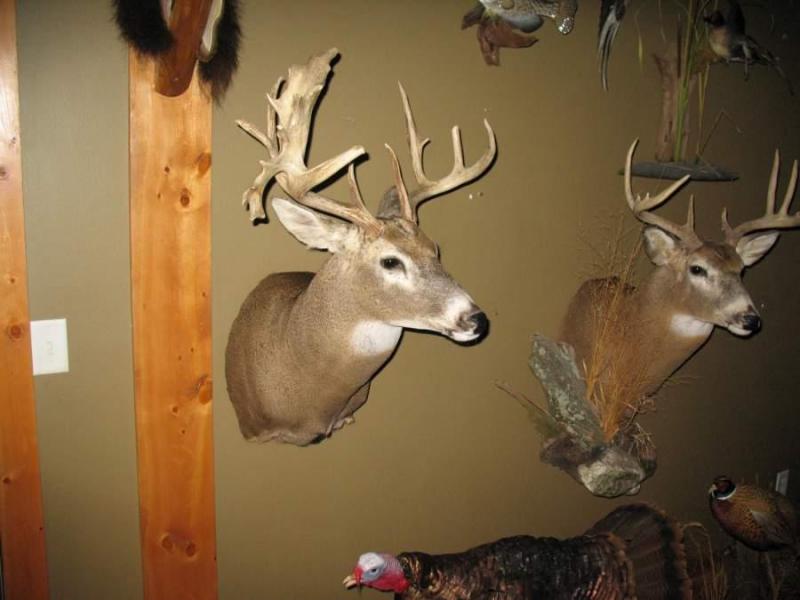 plendl39s deer002