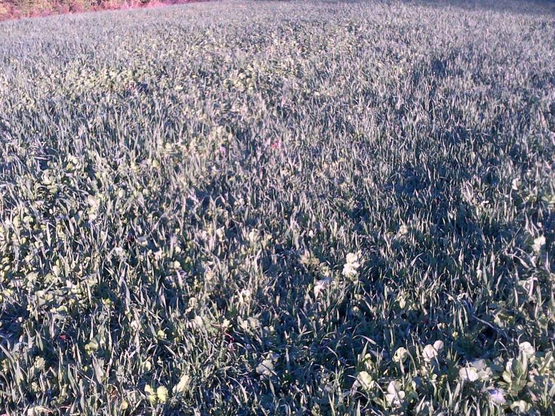 plot pic 2