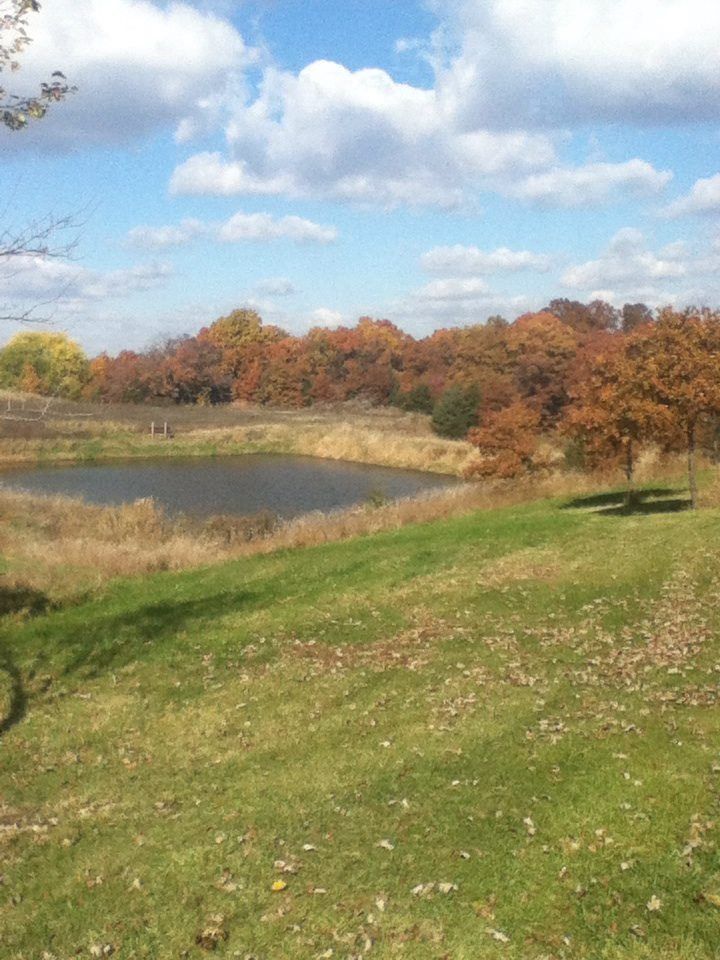 Pond from cabin