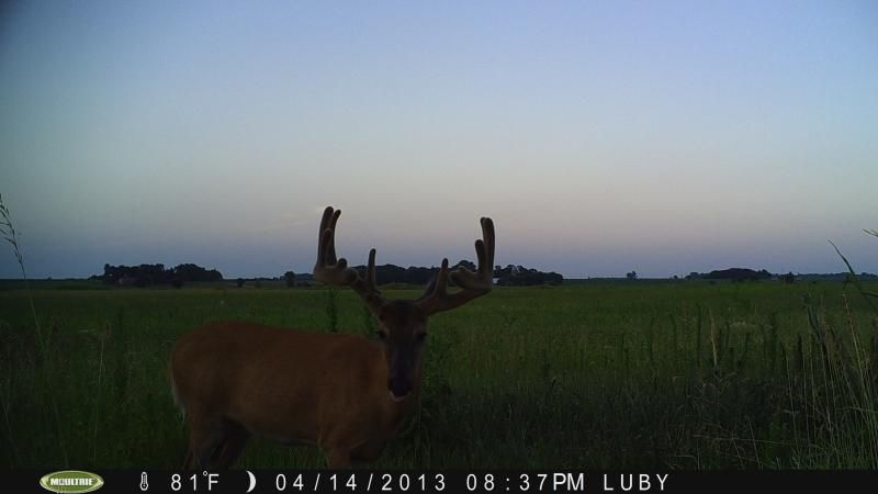 ponderosa 2013 096