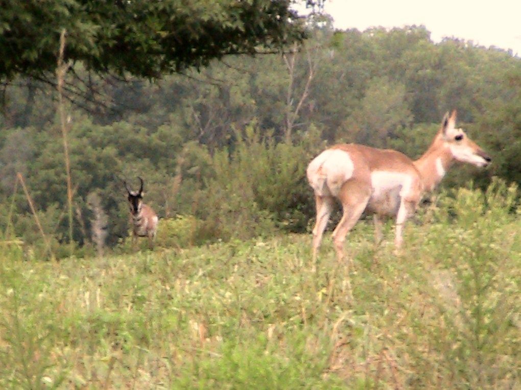 pronghorn