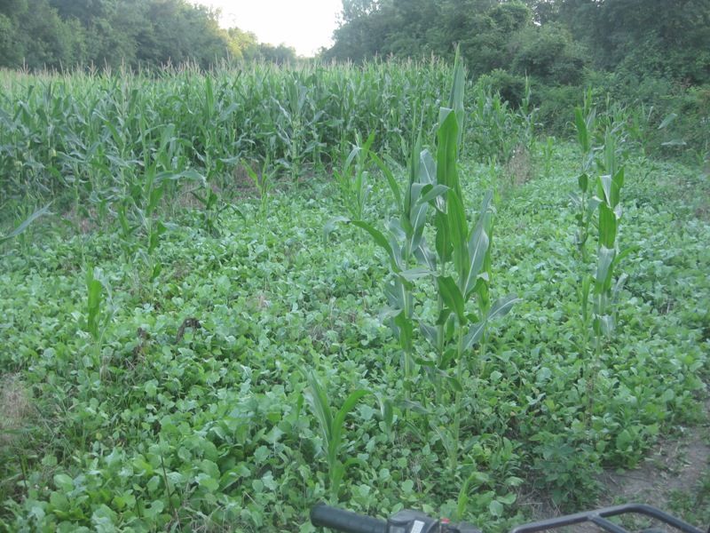 Ptt And Rape In Bare Spots Of Corn