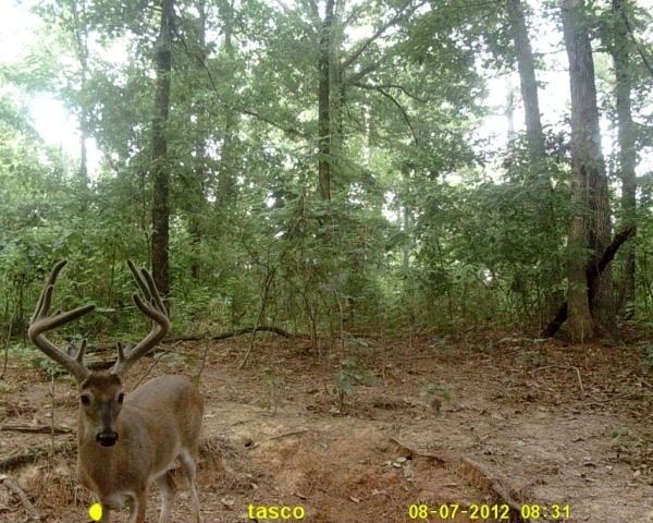 Public land history buck that I unfortunately never killed.
