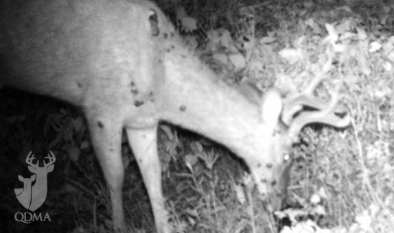 qdma deer warts 1 574 340 s