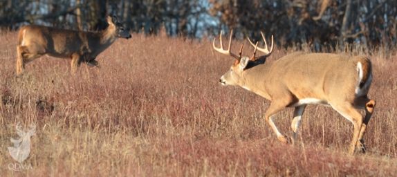 qdma wisdom 574 256 s