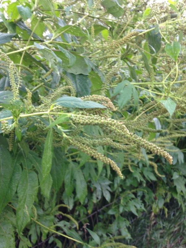 Ragweeds3