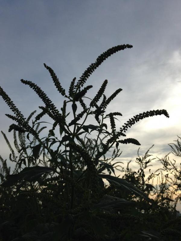 Ragweeds5