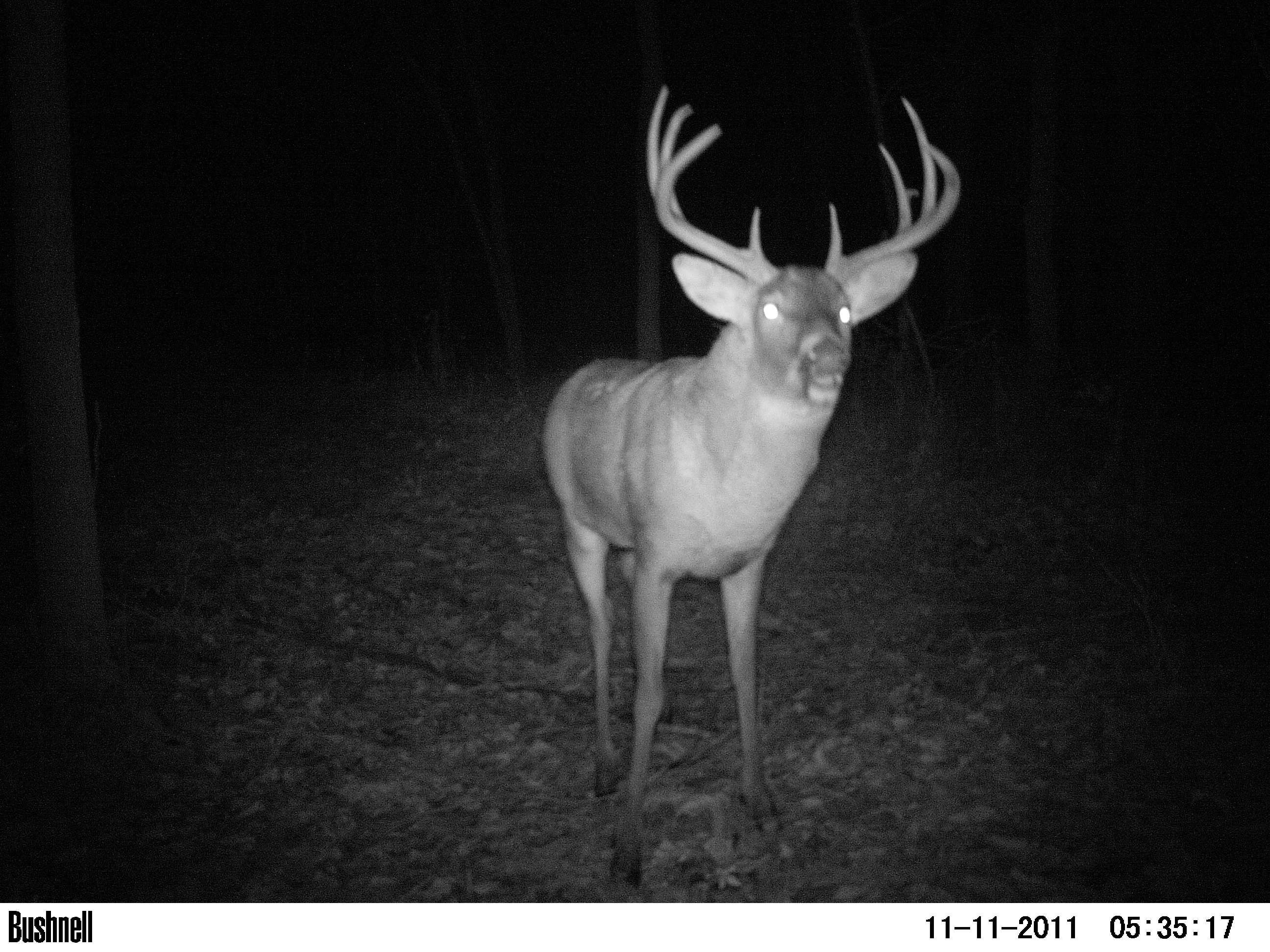 Recent Bucks