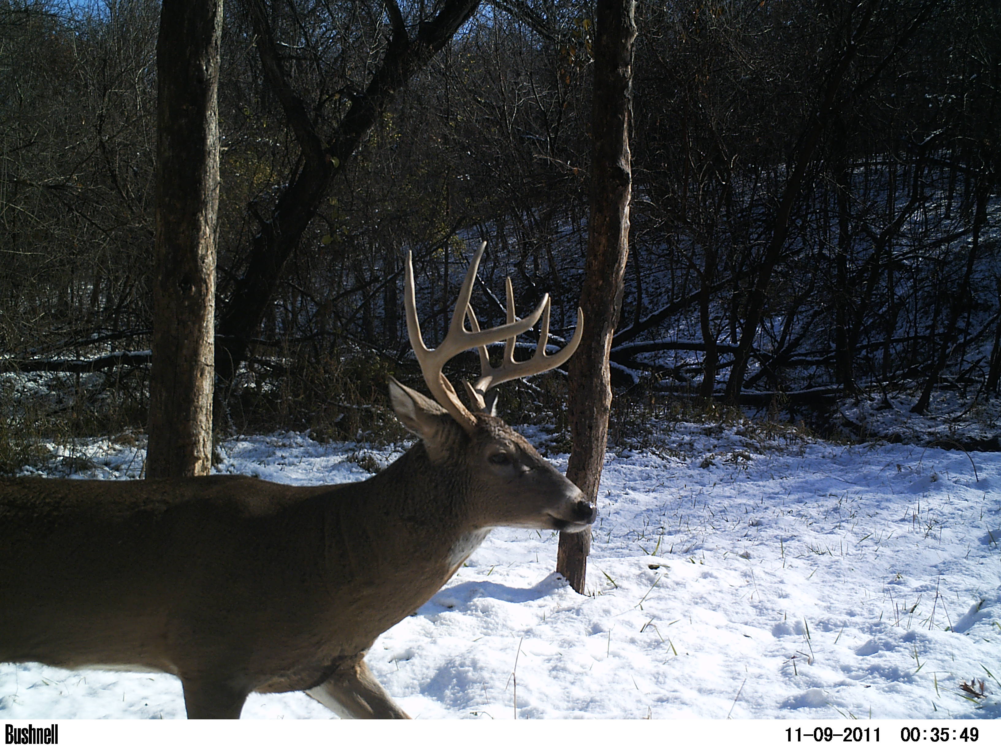 Recent Bucks