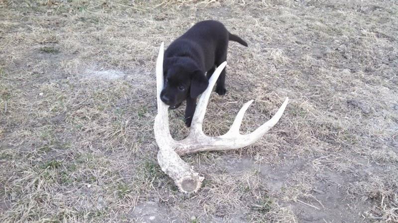 Remi with shed