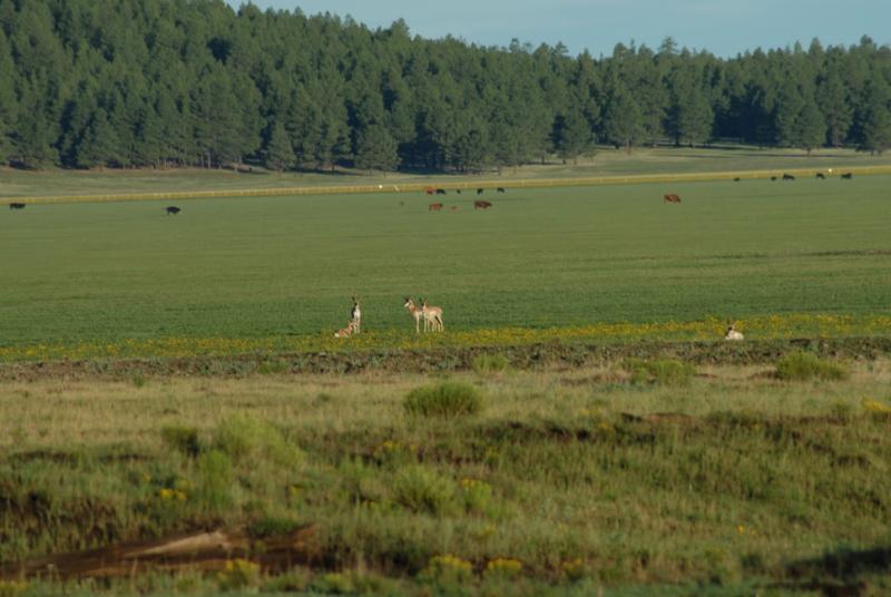 Rogers Lake Pronghorn