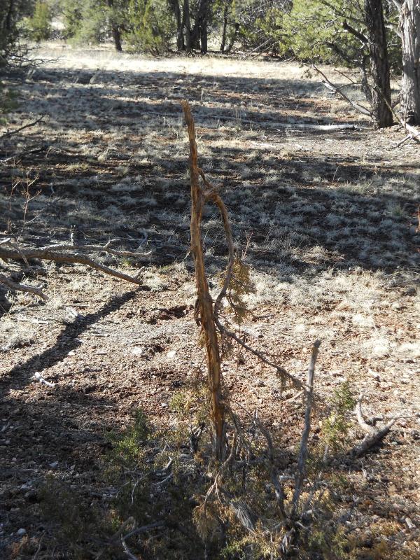 Rub tree I came across (1 of 4 that day).