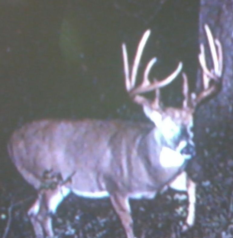 Same Buck As 7x6???  2011 Pick