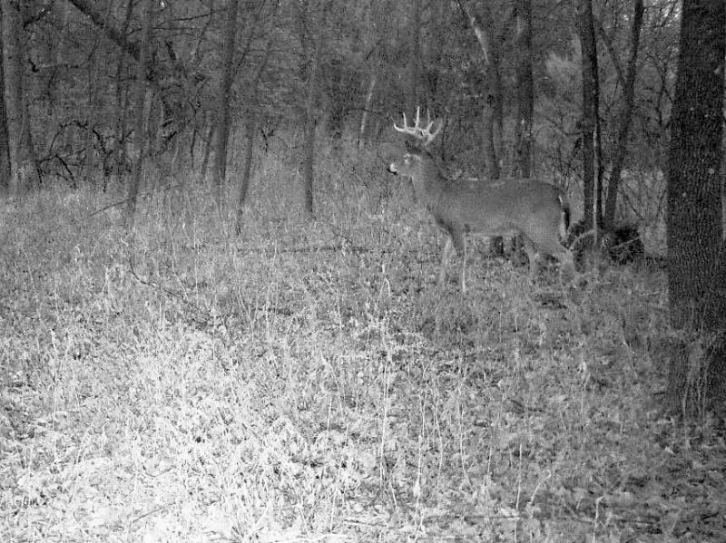 Same buck,he has good potential for sure,just needs time.