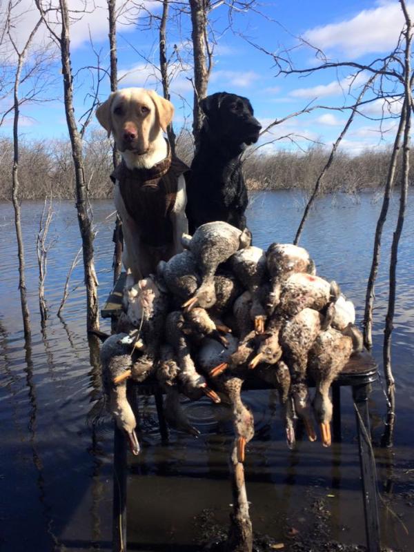 sask 2015- 40 gaddies and wigeon