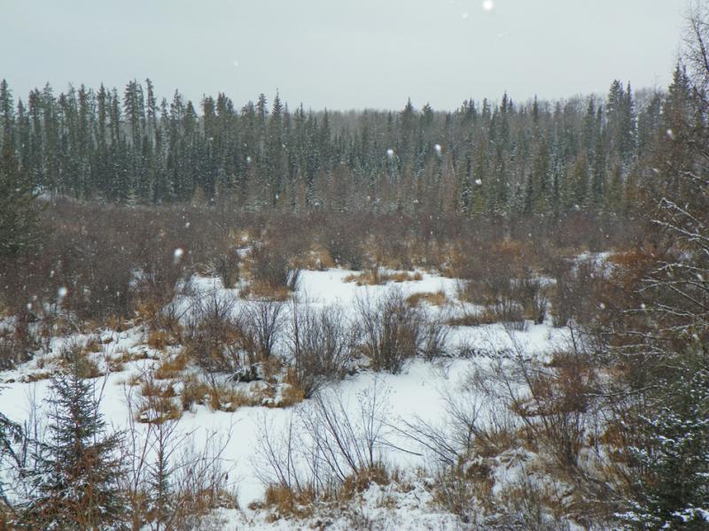 Scenery 2 (2)