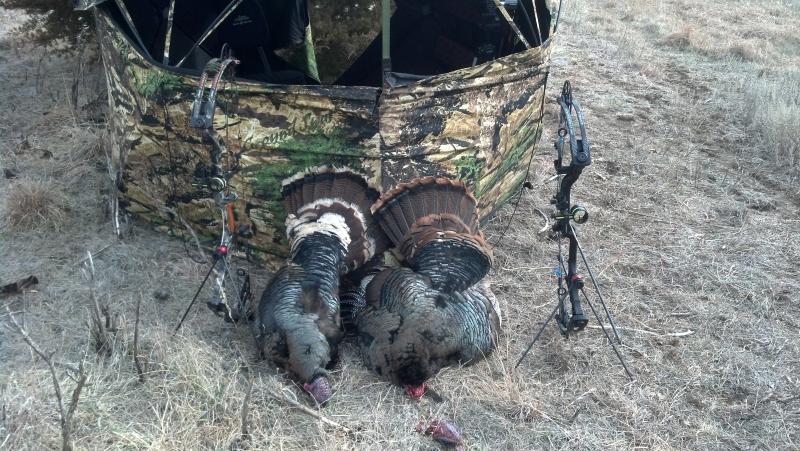Scott and Chad's Nebraska turkeys