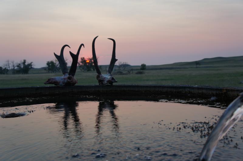 Scott & Chad's goats