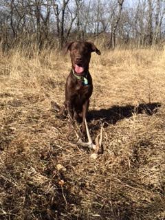 scout