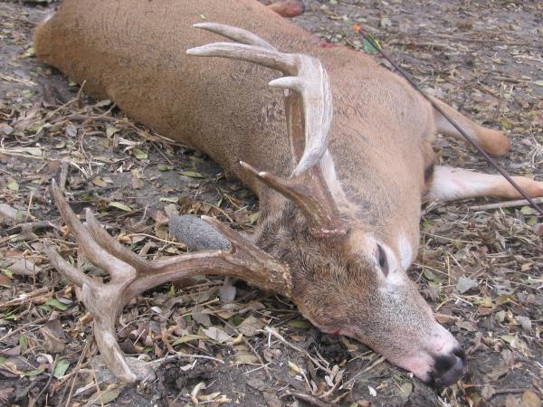 Sd 13pointer