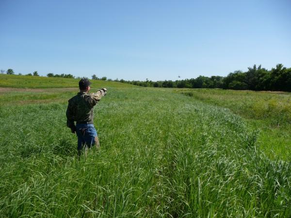 Second Year CIR  - Frost Seeded into brome treated in the fall
