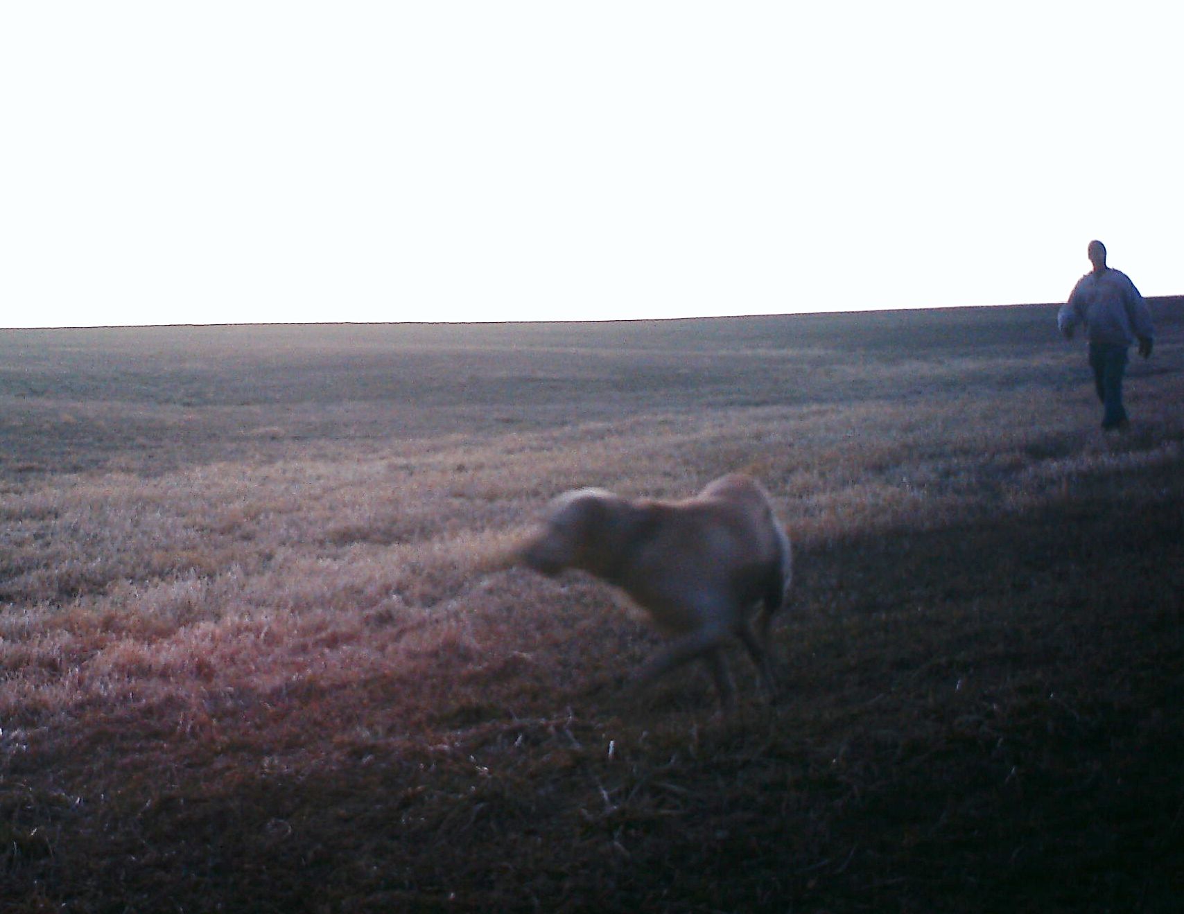 Shed Antler Trespasser