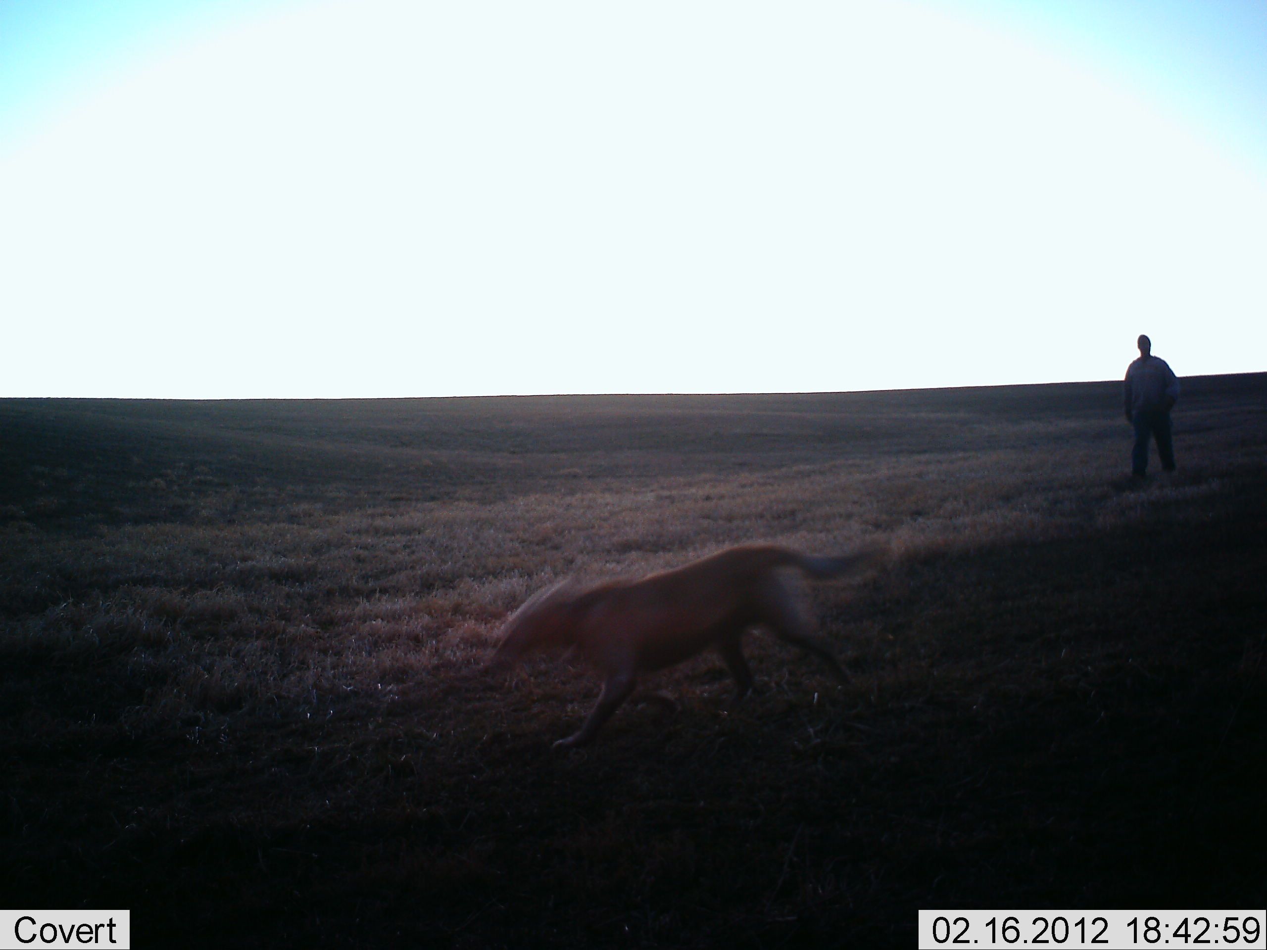 Shed Antler Trespasser