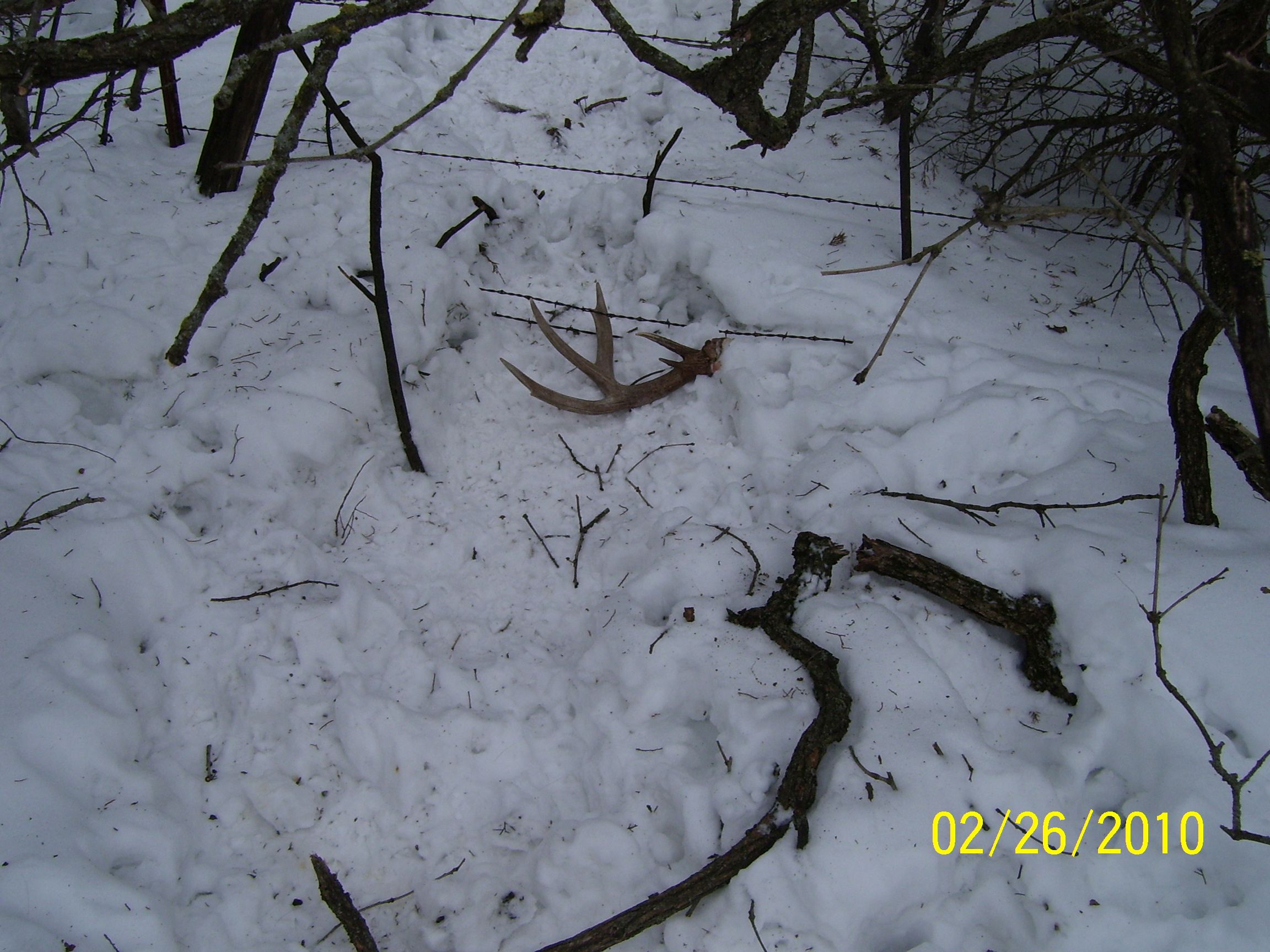 Shed Antlers 003