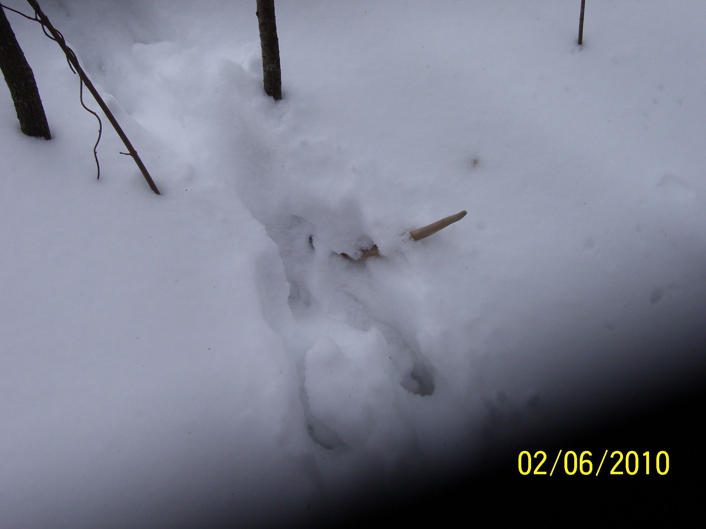 Shed Antlers 005