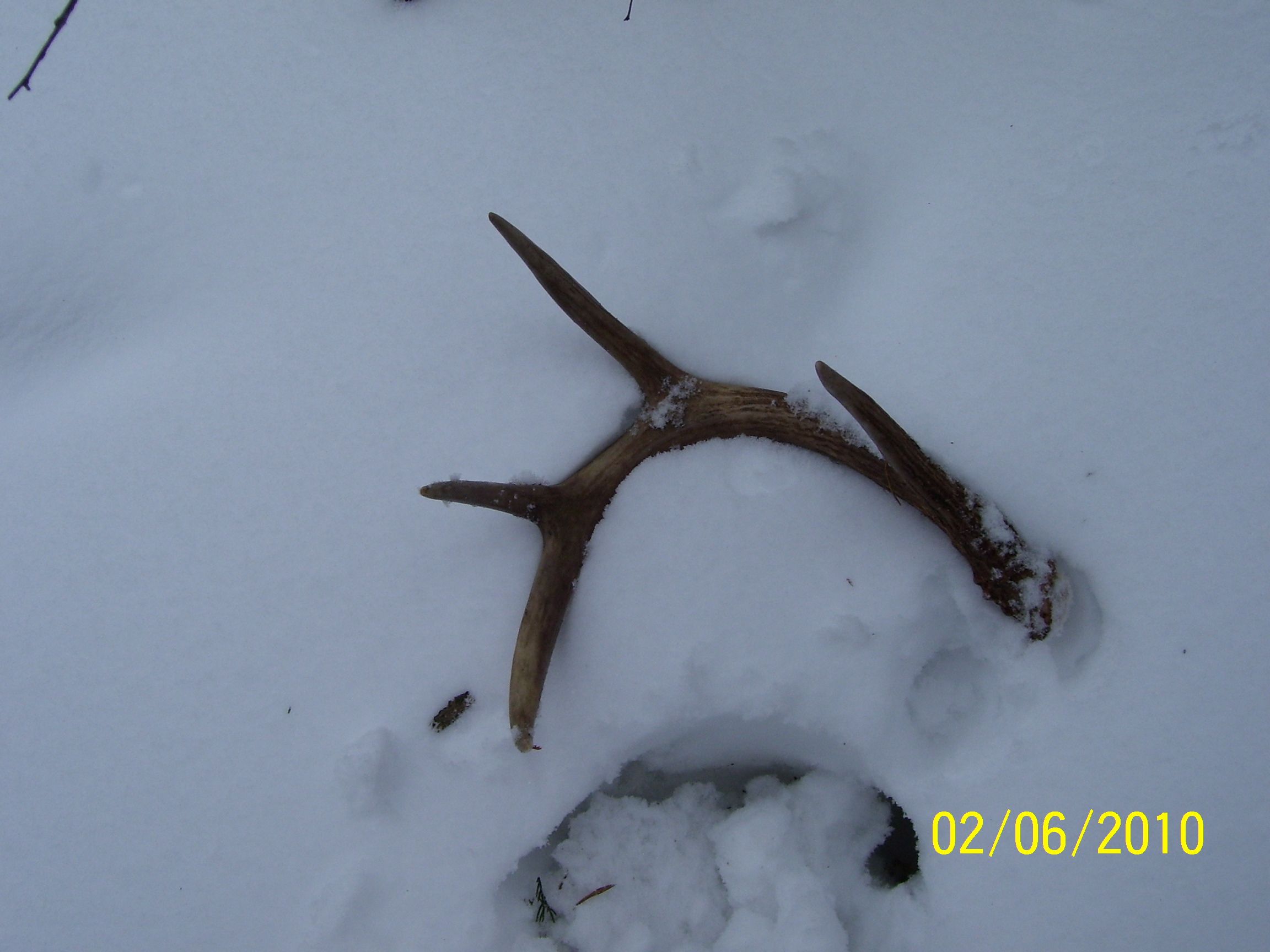 Shed Antlers 008