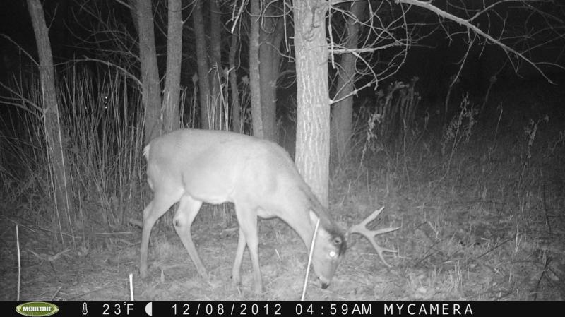 shed buck 1