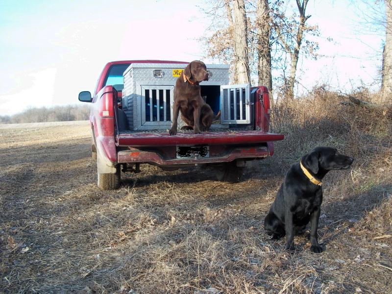 Shed Dogs