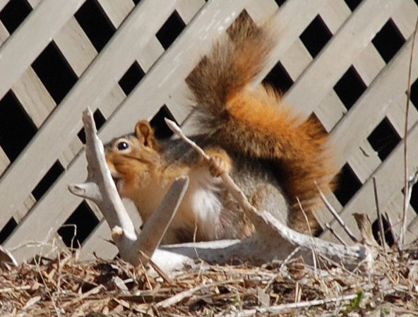 Shed eater