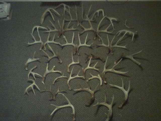Shed Hunting 2011