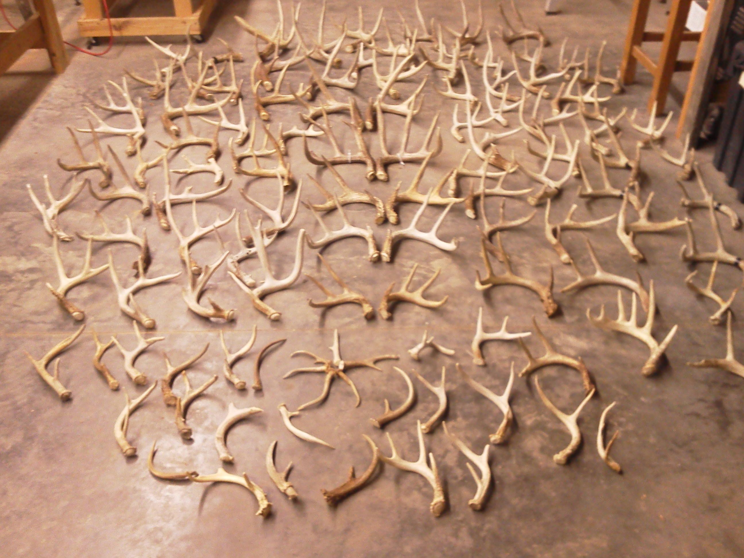 Shed Hunting 2011