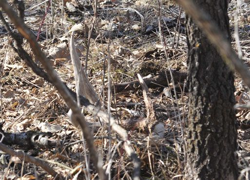 shed hunting 2015