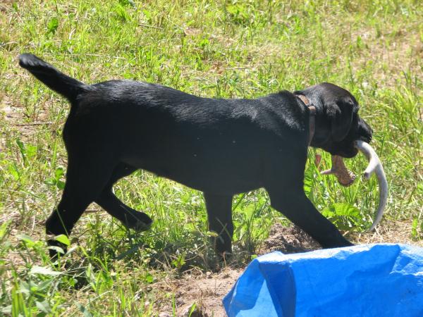 Shed Hunting Buddy