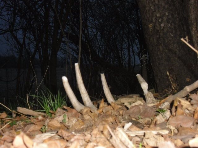 Shed Hunting