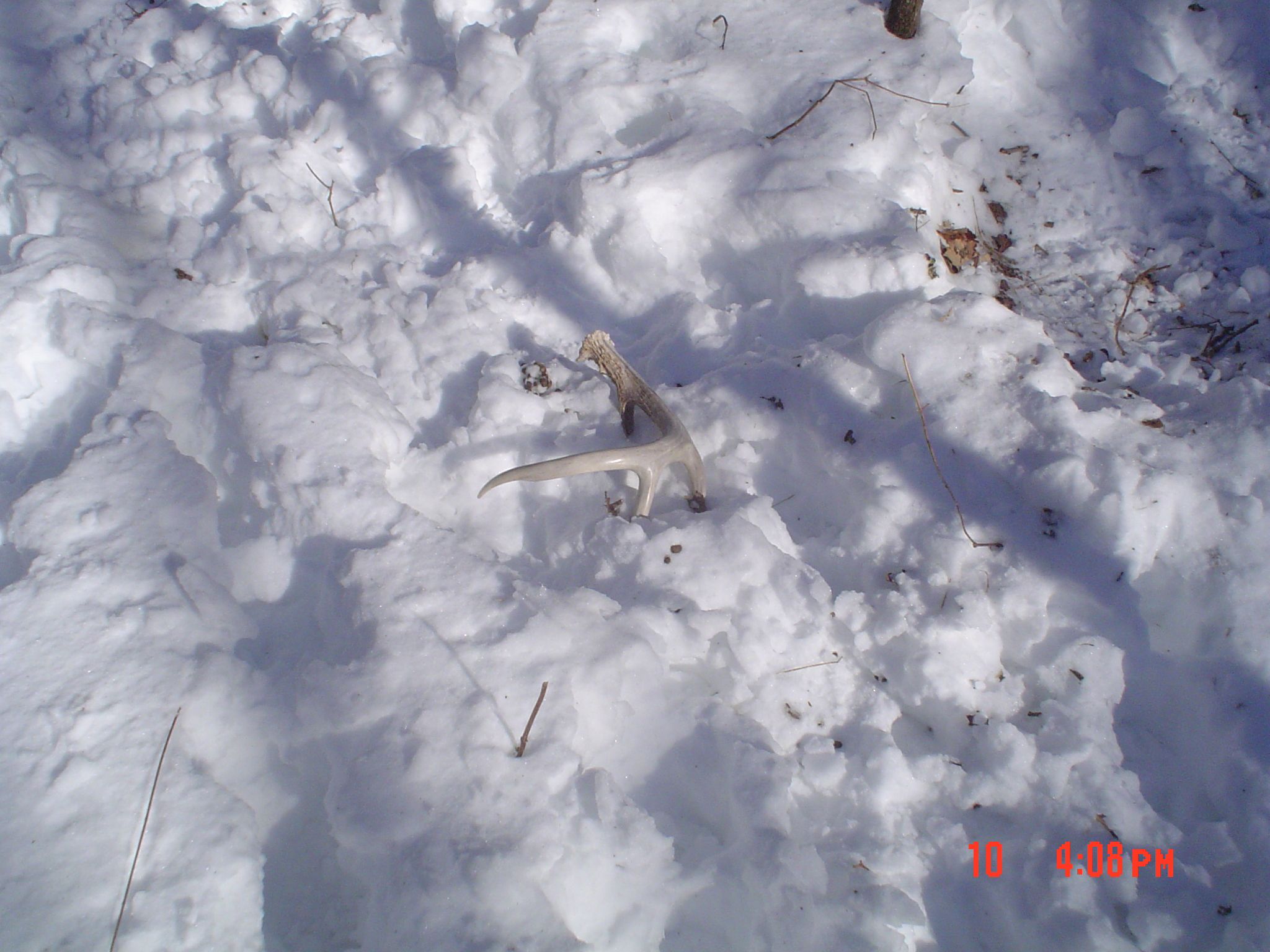 sheds 2011 002