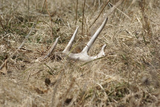 Sheds