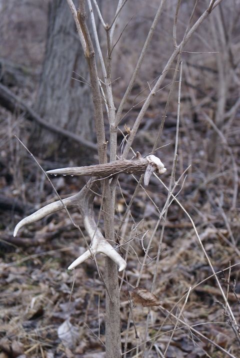 Sheds