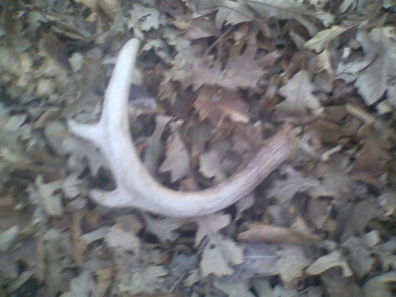 sheds13
